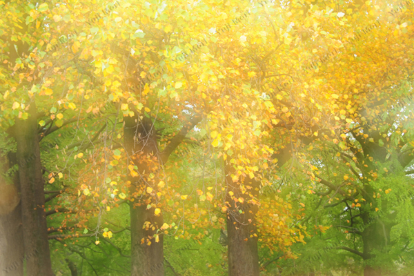 黄葉きらめく　鮮やかな色彩を多重露光で表現。